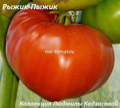 Рыжик Пыжик